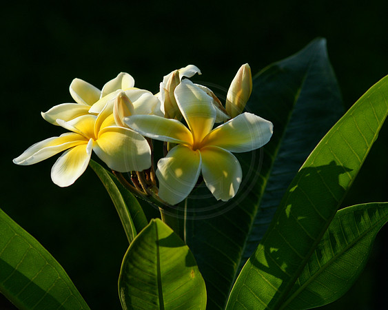 Plumeria In Morning Light