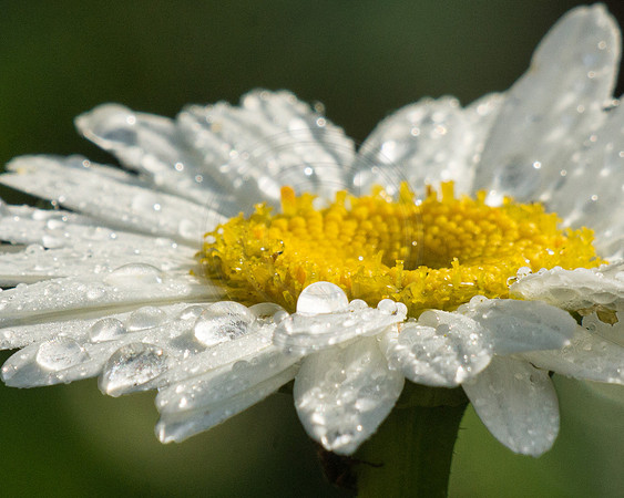 Daisy and Dew 2