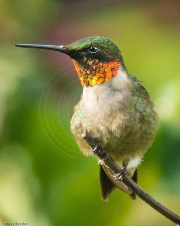 Hummingbird Lookout