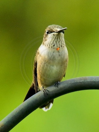 Female Ruby Throat