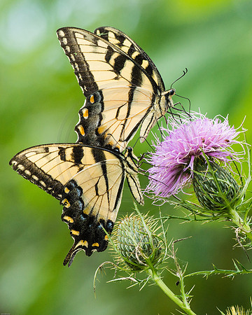 Two Swallowtails on Thistle