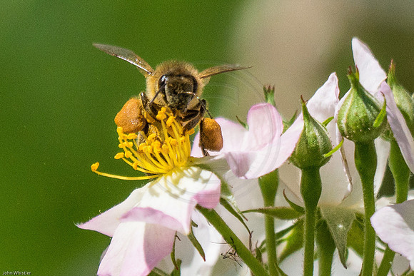 Bee Packed with Pollen 2016
