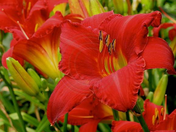 Chicago Apache Daylily