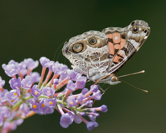 Painted Lady Butterfly on Butterfly Bush