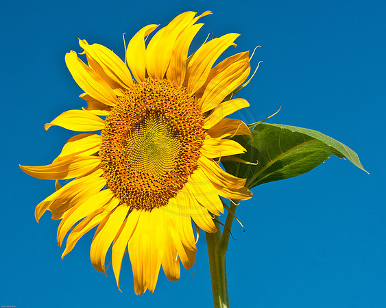 Sunflower 2011