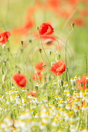 Poppies Group 3 2016