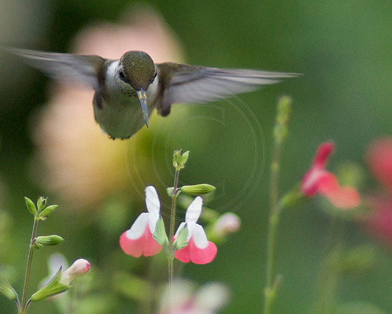 Hovering Over Hot Lips