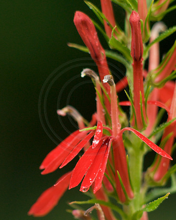 Lobelia  Cardinal Flower