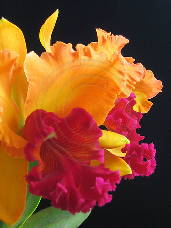 Yellow and Red Cattleya