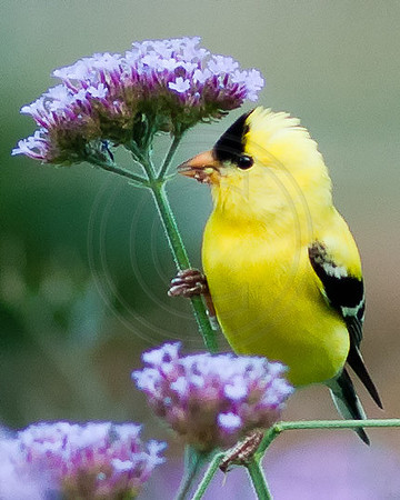Male Goldfinch Eating Verbena