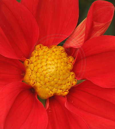 Dahlia-Unique
