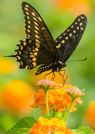 Black Swallowtail on Lantana 2012