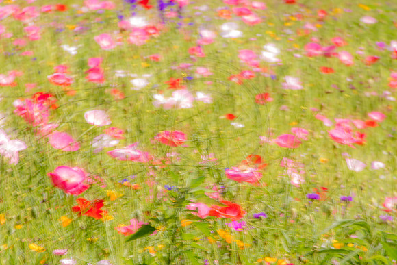 Red and Pink Poppies 2 2014