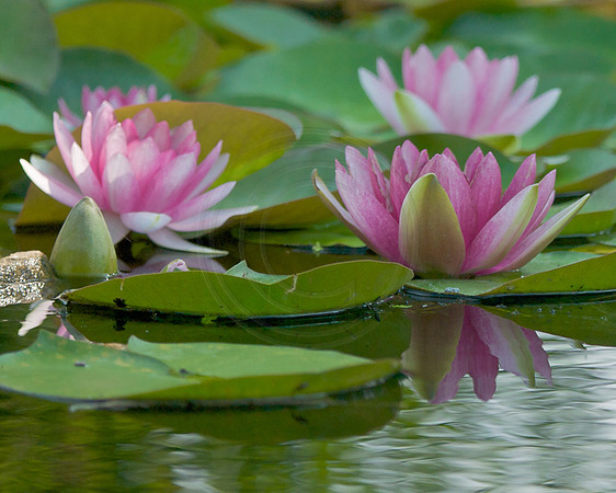 Water Lilies In the Japanese Garden