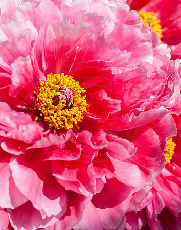 Pink Tree Peonies 2012