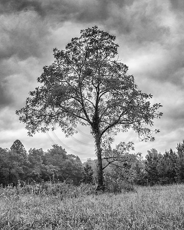 B&W Black Walnut