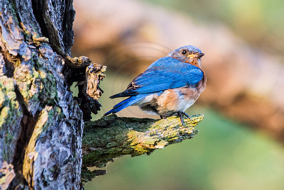 Bluebird Male 2014