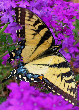 Tiger Swallowtail in Verbena