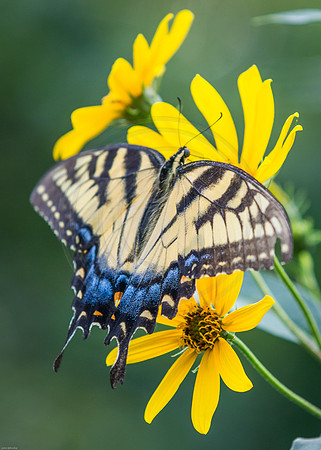 Tiger Swallowtail on False Sunflower