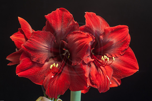 Amaryllis