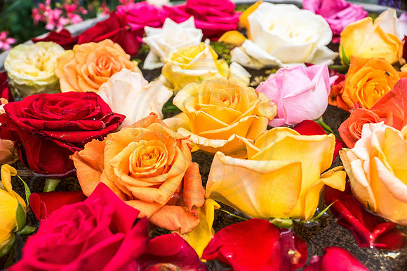 Rose Buds at Florian Flowers
