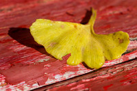 Ginko on Red Bench