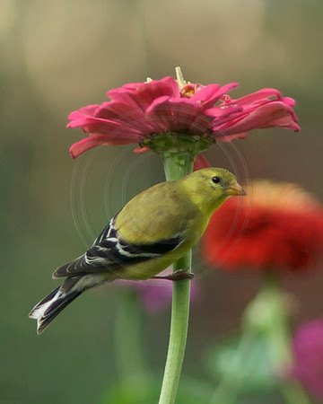 Female Golfinch Under Pink Zinnia