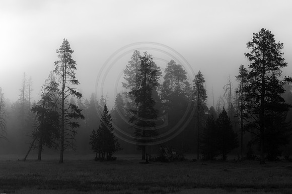 Trees in the Fog, Yellowstone, 2017
