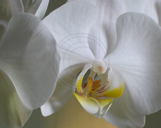 White Phal Close Up