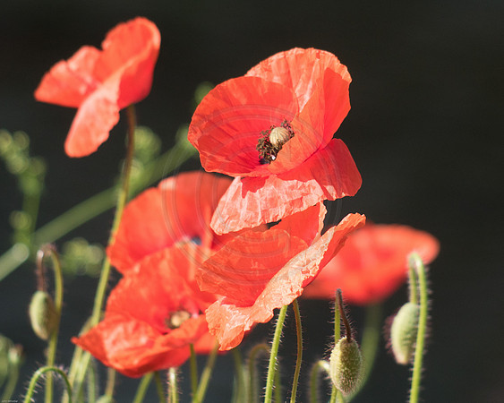 Red Poppies Group 2