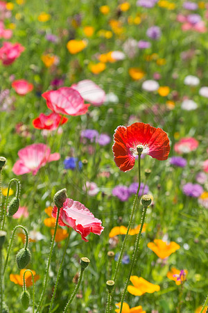 Wildflower Garden 3 2014