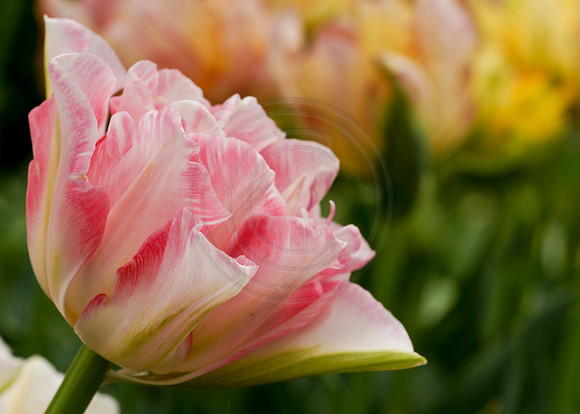 Pink and White Tulip