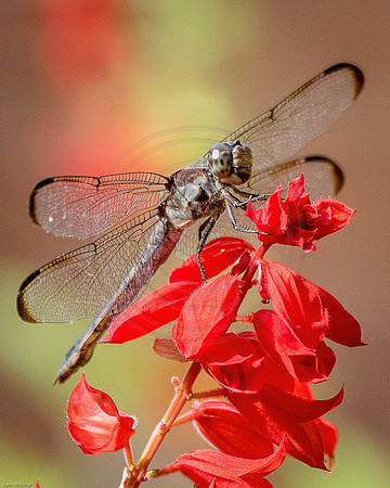 Dragonfly on Red Salvia 2015