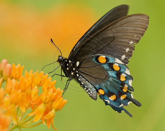Pipevine Swallowtail on Butterfly Weed
