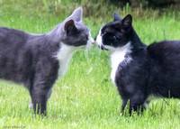 Brothers Nose to Nose