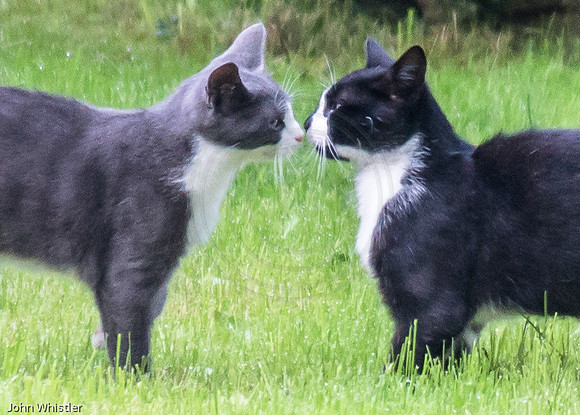Brothers Nose to Nose