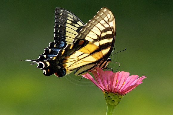 Tiger Swallowtail on Pink Zinnia