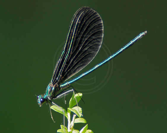 Blue Damselfly