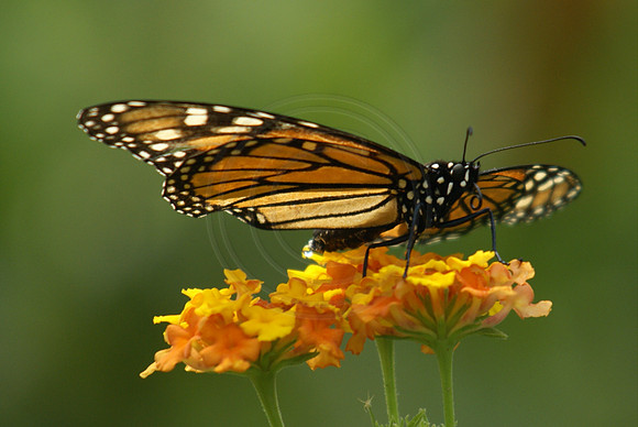 Monarch with wings spread on lantana