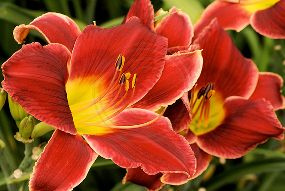 Red Daylily with White Picotee