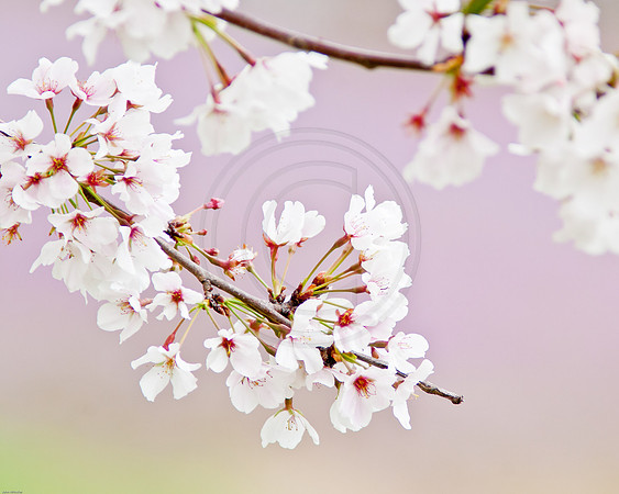 Flowering Cherry