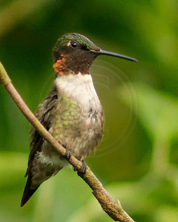 Male Ruby Throat - Ruffled and Stretching