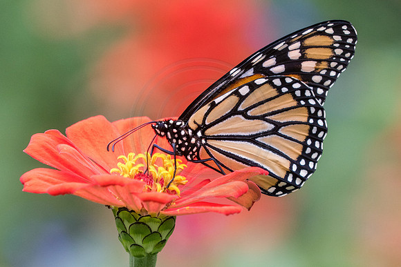 Monarch on Orange Zinnia 2 2014