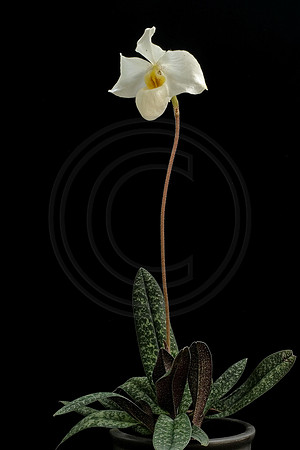 Armeni White