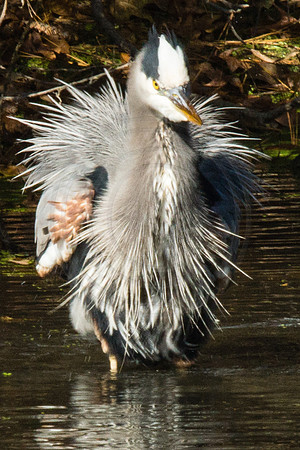 Great Blue Heron and It's Boa