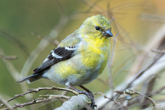 Goldfinch Early Spring