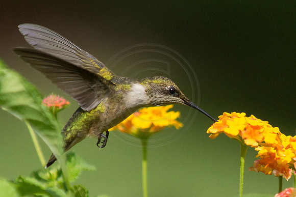 Hummingbird in Lantana  7 2014