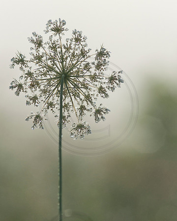 Queen Anne's Lace - Dewy Morning