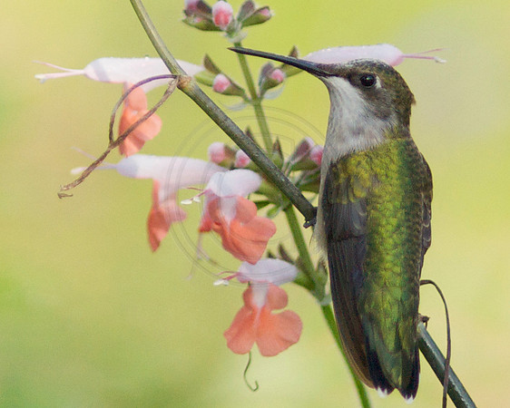 Hummingbird Perched on Coral lipped Salvia