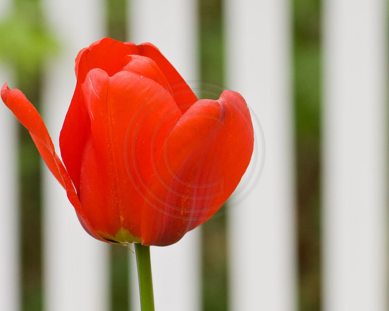 Red Tulip with White Fence